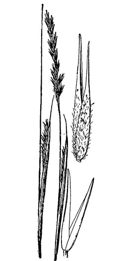 Sporobolus clandestinus, Rough Dropseed