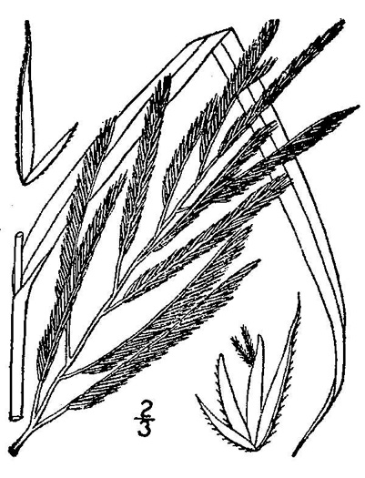 image of Spartina cynosuroides, Giant Cordgrass, Big Cordgrass