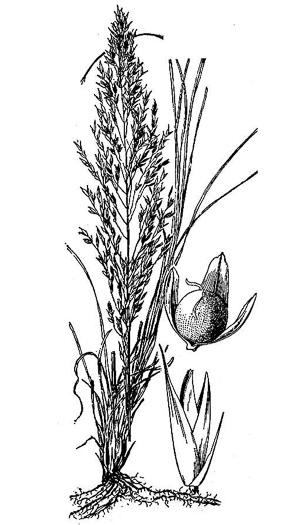image of Sporobolus heterolepis, Prairie Dropseed