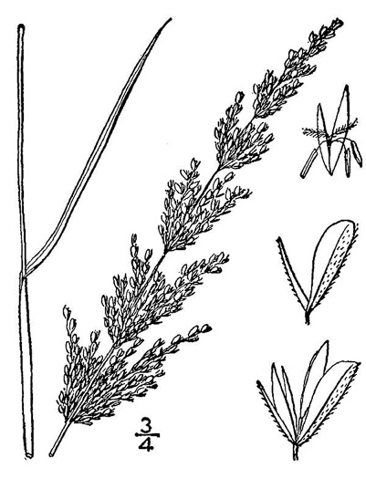 image of Sphenopholis obtusata, Prairie Wedgegrass