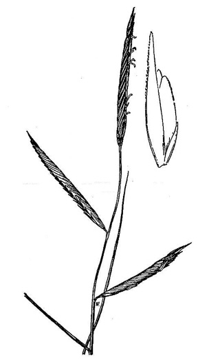 image of Spartina patens, Small Saltmeadow Cordgrass, Salt Hay, Marsh-hay Cordgrass