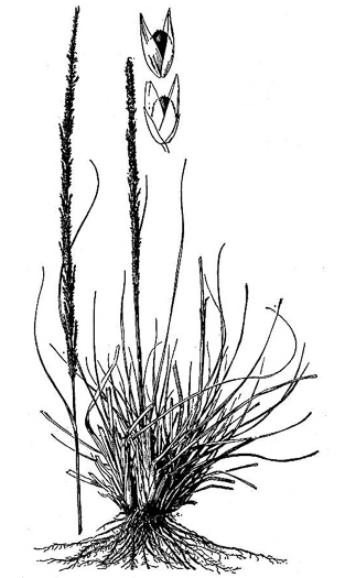 Sporobolus indicus, Smut-grass, Blackseed