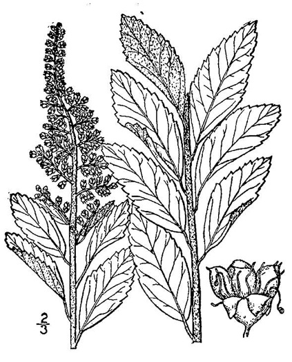 image of Spiraea tomentosa, Hardhack, Steeplebush