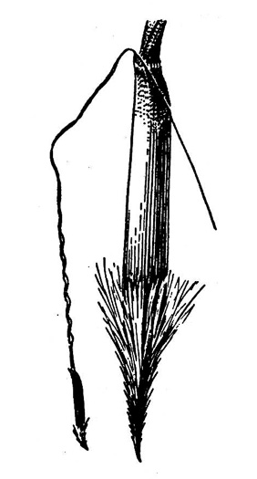 image of Piptochaetium avenaceum, Green Needlegrass, Blackseed Needlegrass, Eastern Needlegrass, Black Oatgrass