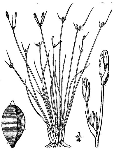 drawing of Bulbostylis capillaris ssp. capillaris, Densetuft Hairsedge, Common Hairsedge