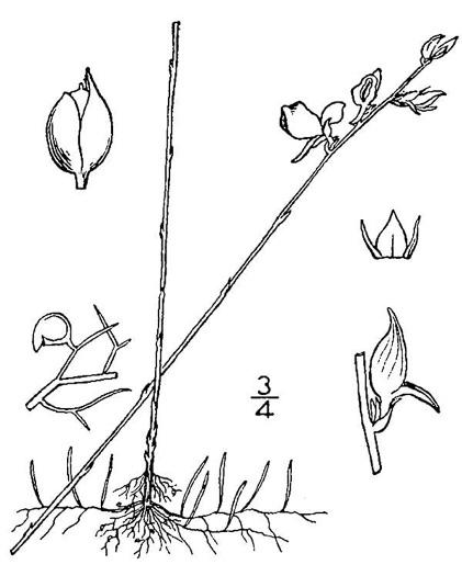 image of Utricularia juncea, Southern Bladderwort, Slender Horned Bladderwort