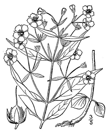 drawing of Steironema lanceolatum, Lanceleaf Loosestrife