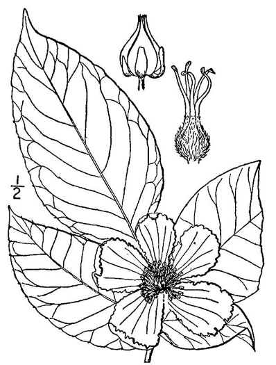 drawing of Stewartia ovata, Mountain Camellia, Mountain Stewartia