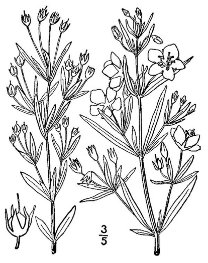 image of Steironema quadriflorum, Prairie Loosestrife, Four-flower Loosestrife, Smooth Loosestrife