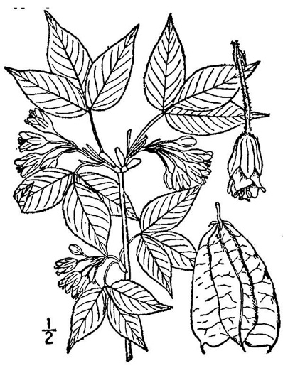 drawing of Staphylea trifolia, Bladdernut