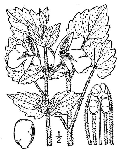 drawing of Synandra hispidula, Guyandotte Beauty, Synandra