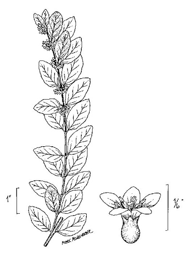 image of Symphoricarpos orbiculatus, Coralberry, Indian Currant, Buckbrush