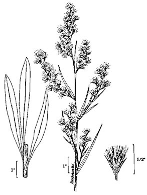image of Symphyotrichum subulatum, Eastern Saltmarsh Aster, Annual Saltmarsh Aster