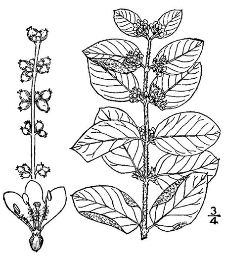 drawing of Symphoricarpos orbiculatus, Coralberry, Indian Currant