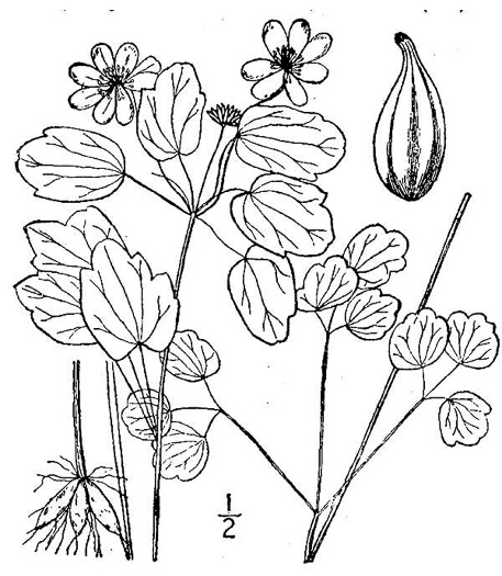 drawing of Thalictrum thalictroides, Windflower, Rue-anemone