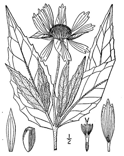 image of Tetragonotheca helianthoides, Pineland Squarehead, Pineland-ginseng