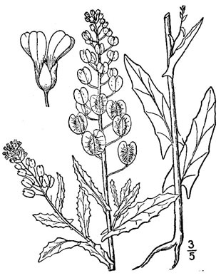 drawing of Thlaspi arvense, Field Pennycress, Frenchweed
