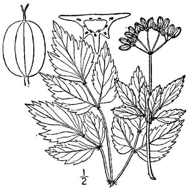 drawing of Thaspium barbinode, Hairy-jointed Meadow-parsnip