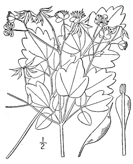 drawing of Thalictrum clavatum, Mountain Meadowrue, Lady-rue