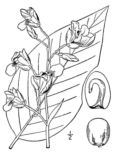 drawing of Thalia dealbata, Powdery Thalia, Powdery Alligator-flag