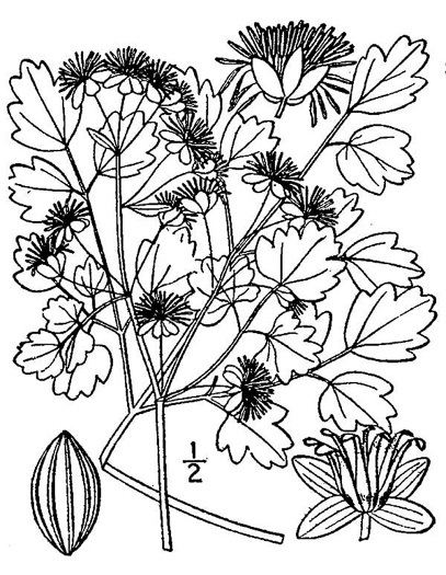drawing of Thalictrum dioicum, Early Meadowrue