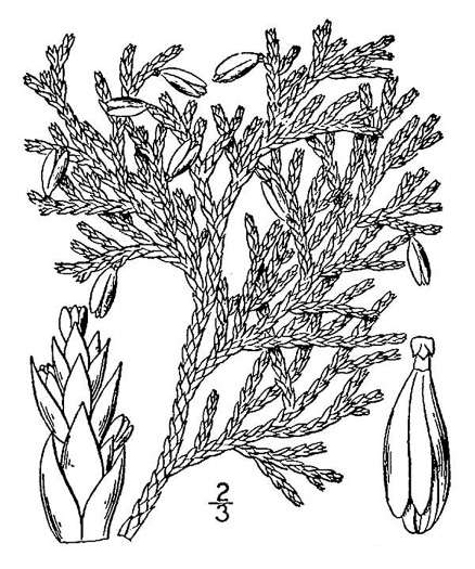 drawing of Thuja occidentalis, American Arborvitae, Northern White Cedar, Flat Cedar, Eastern Arborvitae