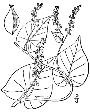 drawing of Fallopia cilinodis, Fringed Climbing Buckwheat, Fringed Black Bindweed, Fringed Bindweed