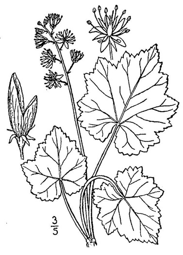 drawing of Tiarella cordifolia, Heartleaf Foamflower