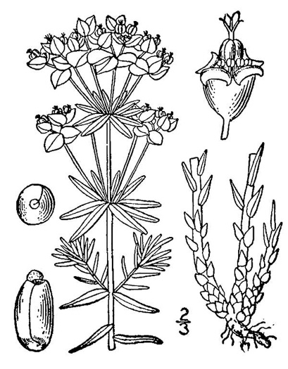 image of Euphorbia cyparissias, Cypress Spurge, Graveyard Spurge