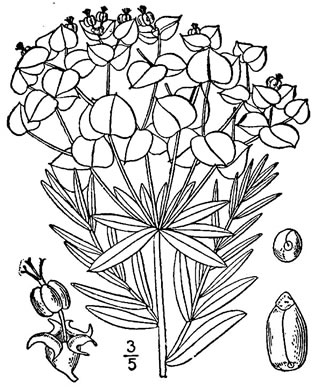 drawing of Euphorbia virgata, Wolf's-milk, Leafy Spurge