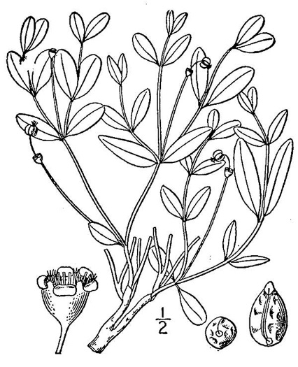 drawing of Euphorbia ipecacuanhae, Carolina Ipecac, Wild Ipecac, American Ipecac