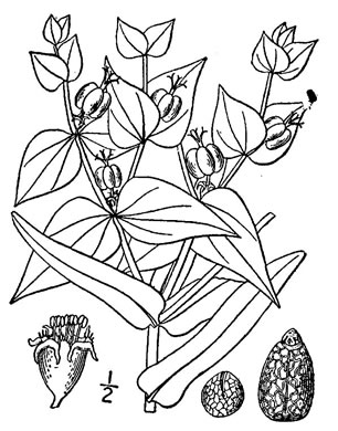 drawing of Euphorbia lathyris, Caper Spurge, Myrtle Spurge, Mole Plant