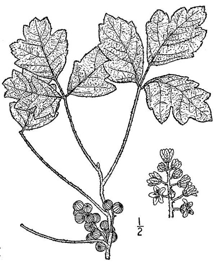 Toxicodendron pubescens, Poison Oak
