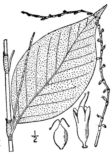 image of Persicaria virginiana, Virginia Jumpseed