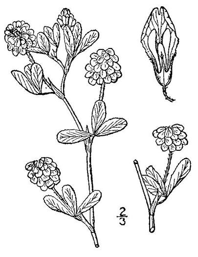 drawing of Trifolium aureum, Large Hop Clover, Yellow Clover, Golden Clover