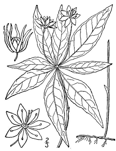 drawing of Trientalis borealis, Northern Starflower, Maystar
