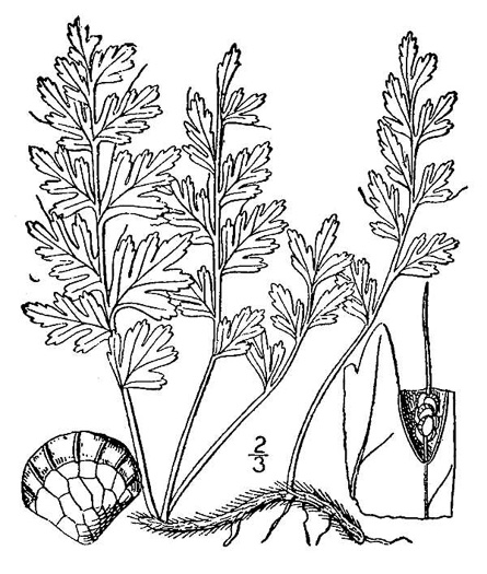 drawing of Vandenboschia boschiana, Appalachian Filmy-fern, Appalachian Bristle Fern