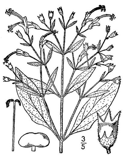 drawing of Trichostema dichotomum, Forked Bluecurls, Common Blue Curls
