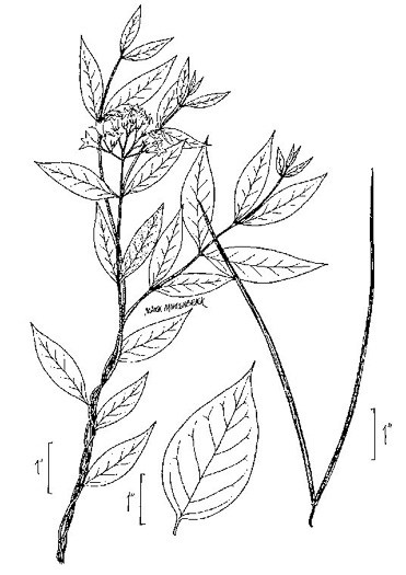 image of Thyrsanthella difformis, Climbing Dogbane