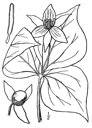 image of Trillium erectum var. album, White-flowered Red Trillium