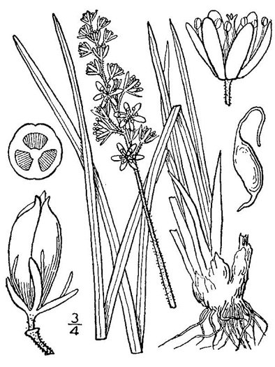 drawing of Triantha glutinosa, Sticky Bog Asphodel, Northern Bog Asphodel, False Asphodel