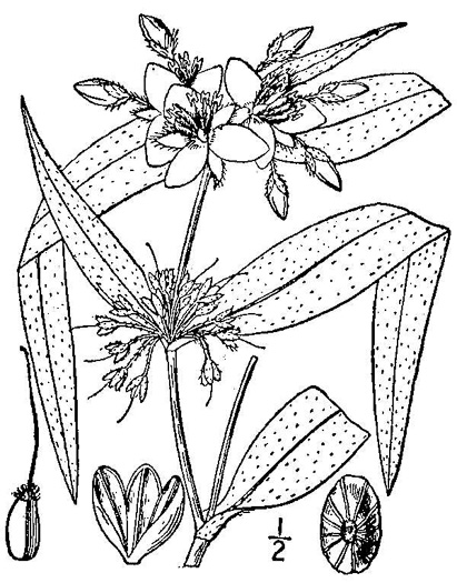 image of Tradescantia subaspera, Zigzag Spiderwort, Wide-leaved Spiderwort