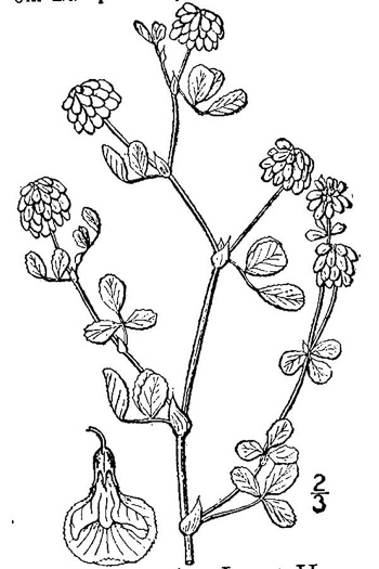 drawing of Trifolium campestre, Hop Clover, Low Hop Clover, Field Clover