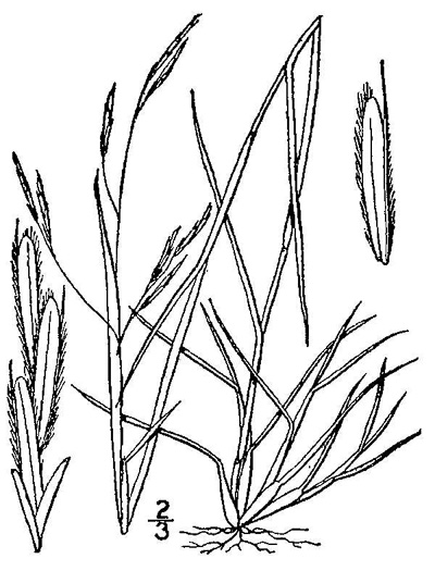 image of Triplasis purpurea var. purpurea, Purple Sandgrass