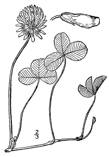 drawing of Trifolium repens, White Clover, White Dutch Clover, Ladino Clover