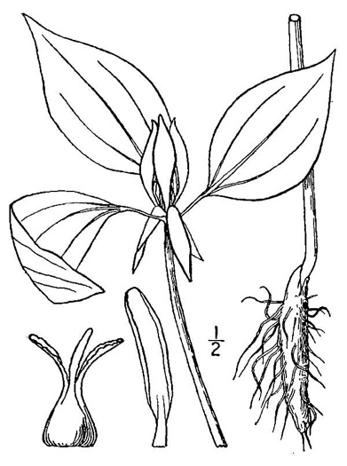 image of Trillium recurvatum, Prairie Trillium, Prairie Wake-robin, Recurved Trillium