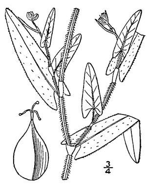 drawing of Persicaria sagittata, Arrowleaf Tearthumb, Arrowvine, Scratch-grass