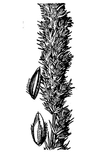 image of Tridens strictus, Longspike Tridens, Longspike Fluffgrass, Spike Triodia