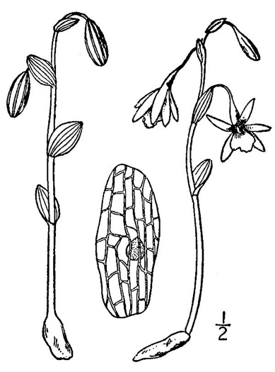 drawing of Triphora trianthophoros var. trianthophoros, Three Birds Orchid, Nodding Pogonia, Nodding Ettercap