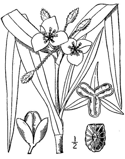 drawing of Tradescantia virginiana, Virginia Spiderwort